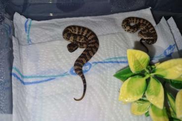 Schlangen kaufen und verkaufen Foto: Ryukyu Island pit viper and others