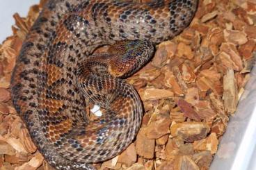 Schlangen kaufen und verkaufen Foto: Chinese mountain pit vipers