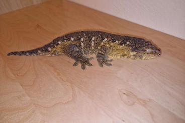 Echsen  kaufen und verkaufen Foto: Giant geckos 1.1 Rhacodactylus leachianus Pine Island