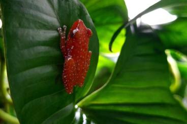 frogs kaufen und verkaufen Photo: Nyctixalus pictus Nachzuchten