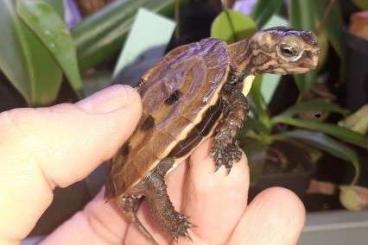 Turtles and Tortoises kaufen und verkaufen Photo: Geoemyda japonica CB 2021 and CB 2022