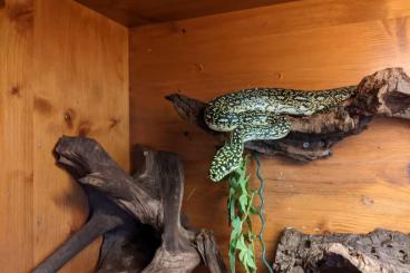 Pythons kaufen und verkaufen Foto: Morelia spilota spilota Diamantpython Pythons kaufen und verkaufen Foto: Morelia spilota spilota Diamantpython