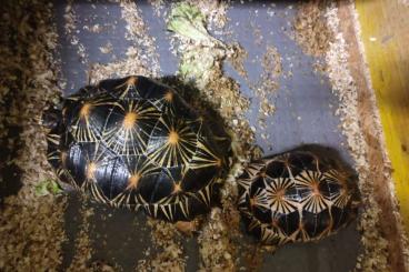 Schildkröten  kaufen und verkaufen Foto: Astrochelys Radiata and Geochelone Sulcata