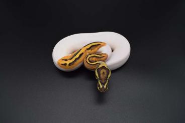 Snakes kaufen und verkaufen Photo: Ball Python/Burmese HAMM/Prag