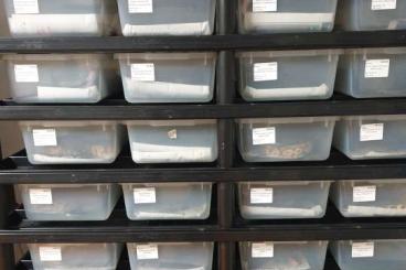 Pythons kaufen und verkaufen Foto: V18 Vision Rack Hamm/Prag Pythons kaufen und verkaufen Foto: V18 Vision Rack Hamm/Prag