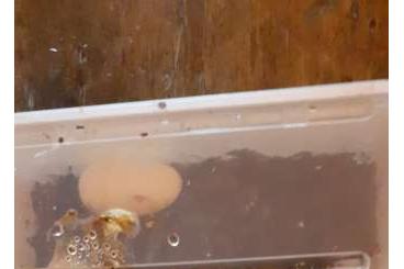 Schlangen kaufen und verkaufen Foto: Senticolis triaspis intermedia Schlangen kaufen und verkaufen Foto: Senticolis triaspis intermedia