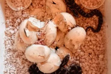 Schlangen kaufen und verkaufen Foto: Eastern Foxsnakes (Pantherophis gloydi) Schlangen kaufen und verkaufen Foto: Eastern Foxsnakes (Pantherophis gloydi)