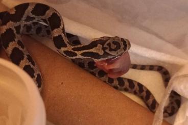 Schlangen kaufen und verkaufen Photo: 2025 Eastern Foxsnakes (Pantherophis gloydi)