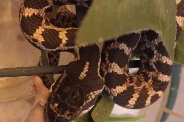 Schlangen kaufen und verkaufen Photo: 2024 Four-lined Snakes (Elaphe quartourlineata)
