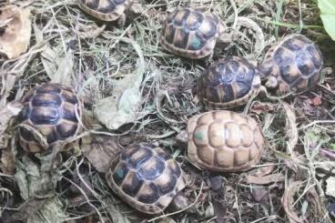 Landschildkröten kaufen und verkaufen Foto: 8 T. marginata Albino T+ 66% HETs