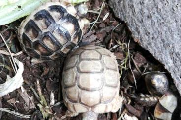 Tortoises kaufen und verkaufen Photo: Biete 2 T. marginata Albino T+ und 9 poss HETs