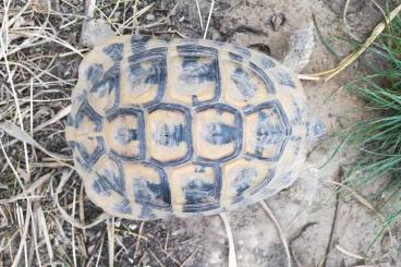 Landschildkröten kaufen und verkaufen Foto: 1.0 THH proven "Isabella Leucist" HET adult Landschildkröten kaufen und verkaufen Foto: 1.0 THH proven "Isabella Leucist" HET adult