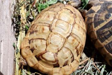 Landschildkröten kaufen und verkaufen Foto: 0.1 THB Hypomelanist adult Landschildkröten kaufen und verkaufen Foto: 0.1 THB Hypomelanist adult