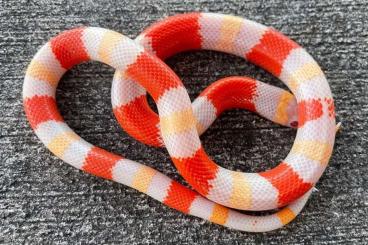 Schlangen kaufen und verkaufen Foto: Searching albino pueblan milk snake 