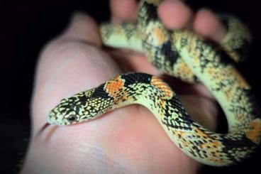 Schlangen kaufen und verkaufen Foto: Searching albino pueblan milk snake 