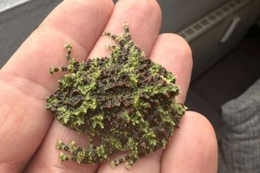 Frösche kaufen und verkaufen Foto: Verkaufe 5 Vietnamesischer Moosfrösche Frösche kaufen und verkaufen Foto: Verkaufe 5 Vietnamesischer Moosfrösche