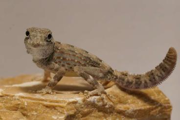 Geckos kaufen und verkaufen Foto: Pristurus carteri tuberculatus