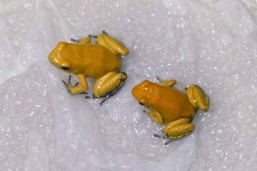 Pfeilgiftfrösche kaufen und verkaufen Foto: Phyllobates terribilis (Schrecklicher Pfeilgiftfrosch)