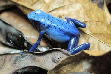 Pfeilgiftfrösche kaufen und verkaufen Foto: Dendrobates (tinctorius) azureus