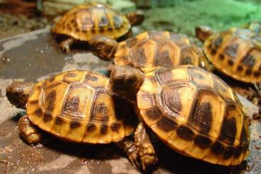 Landschildkröten kaufen und verkaufen Foto: 10 Stück griechische Landschildkröten THB 2022 für 350,-€