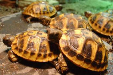Tortoises kaufen und verkaufen Photo: 10 Stück griechische Landschildkröten THB 2022 für 350,-€ Tortoises kaufen und verkaufen Photo: 10 Stück griechische Landschildkröten THB 2022 für 350,-€