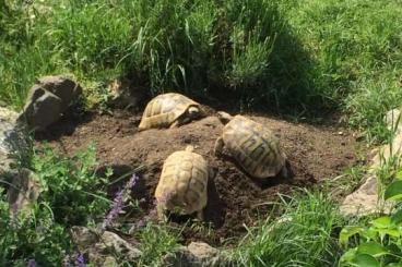 Tortoises kaufen und verkaufen Photo: Griechische Landschildkröten THB aus eigener Zucht aus 2022 und 2021 Tortoises kaufen und verkaufen Photo: Griechische Landschildkröten THB aus eigener Zucht aus 2022 und 2021