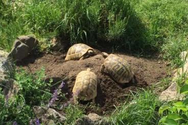 Landschildkröten kaufen und verkaufen Foto: Griechische Landschildkröten THB aus eigener Zucht aus 2022 und 2021