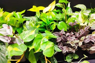Supplies kaufen und verkaufen Photo: Tortuga Terraristik & Co – Ab sofort für Sie geöffnet! Supplies kaufen und verkaufen Photo: Tortuga Terraristik & Co – Ab sofort für Sie geöffnet!