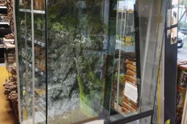 Enclosures kaufen und verkaufen Photo: Paludarium-Sonderangebot bei Tortuga Terraristik & Co! Enclosures kaufen und verkaufen Photo: Paludarium-Sonderangebot bei Tortuga Terraristik & Co!