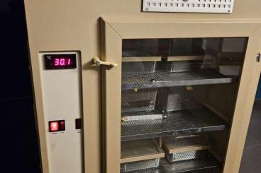 Pythons kaufen und verkaufen Foto: grumbach brutmachine incubator