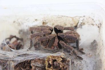 - bird spiders kaufen und verkaufen Photo: Cyriopagopus lividus Blaue ThaiVogelspinne