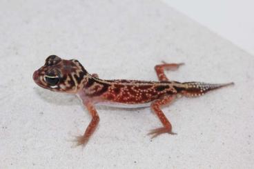 Geckos kaufen und verkaufen Photo: Nephrurus levis levis patternless 