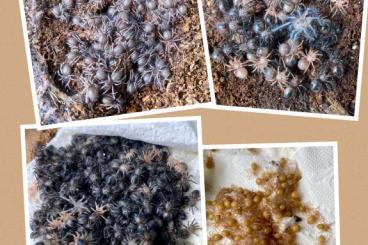 Spiders and Scorpions kaufen und verkaufen Photo: WHOLESALE SLINGS FOR WEINSTADT Spiders and Scorpions kaufen und verkaufen Photo: WHOLESALE SLINGS FOR WEINSTADT