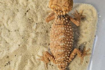 Echsen kaufen und verkaufen Foto: Nephrurus amyae captive bred Echsen kaufen und verkaufen Foto: Nephrurus amyae captive bred