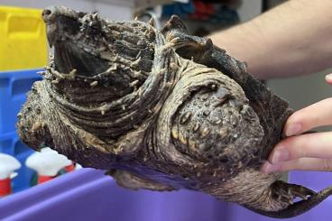 Turtles and Tortoises kaufen und verkaufen Photo: Alligator Snapping Turtle (Macrochelys temminckii) Turtles and Tortoises kaufen und verkaufen Photo: Alligator Snapping Turtle (Macrochelys temminckii)