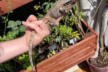 Echsen kaufen und verkaufen Foto: Chlamydosaurus kingii adult Echsen kaufen und verkaufen Foto: Chlamydosaurus kingii adult