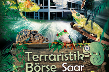 Bartagamen kaufen und verkaufen Foto: Terraristikbörse Terra Saar Reptilienbörse 01.10.23
