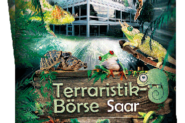 Lizards kaufen und verkaufen Photo: Terraristikbörse Terra Saar Reptilienbörse 03.03.24