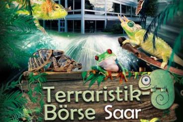 Schlangen kaufen und verkaufen Foto: Terraristikbörse Terra Saar 10. April 2022