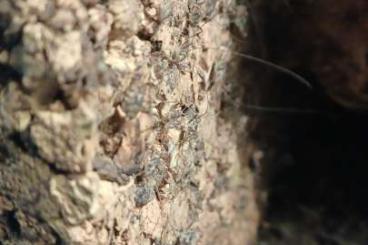 Insects kaufen und verkaufen Photo: Höhlengrillen Phaeophilacris bredoides