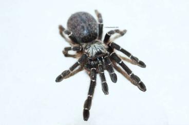 Spiders and Scorpions kaufen und verkaufen Photo: Pterinochilus murinus DCF "Botswana/Zimbabwe"