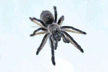 Spinnen und Skorpione kaufen und verkaufen Foto: Harpactira namaquensis slings Spinnen und Skorpione kaufen und verkaufen Foto: Harpactira namaquensis slings