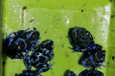 Pfeilgiftfrösche kaufen und verkaufen Foto: DeD. tinctorius Citronella, Azureus Ojapok, leucomelas auratus Birkhah Pfeilgiftfrösche kaufen und verkaufen Foto: DeD. tinctorius Citronella, Azureus Ojapok, leucomelas auratus Birkhah