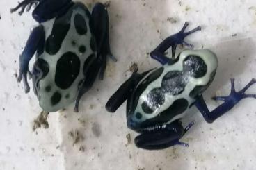 Poison dart frogs kaufen und verkaufen Photo: Dendrobates tinctorius Citronella, Oyapock, leucomelas auratus Birkhah