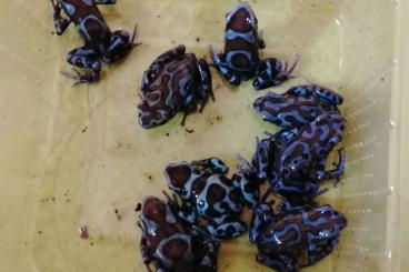 Poison dart frogs kaufen und verkaufen Photo: Dendrobates auratus bronze Birkhahn Poison dart frogs kaufen und verkaufen Photo: Dendrobates auratus bronze Birkhahn