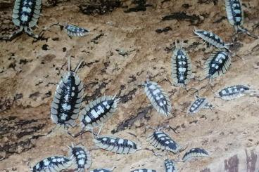 andere Wirbellose kaufen und verkaufen Foto: Porcellio hoffmannseggi, expansus haasi High yellow,Cubaris white shar