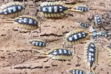 andere Wirbellose kaufen und verkaufen Foto: Porcellio hoffmannseggi, expansus orangeHigh yellow,Cubaris white shar