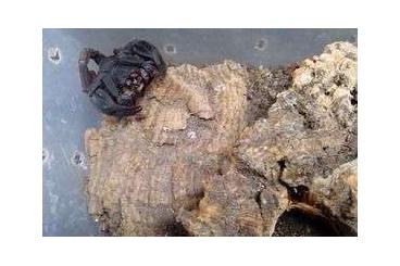 Skorpione kaufen und verkaufen Foto: Iurus dufoureius/Schwarzer Skorpion Skorpione kaufen und verkaufen Foto: Iurus dufoureius/Schwarzer Skorpion