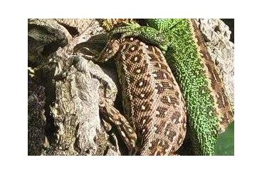 Lizards kaufen und verkaufen Photo: Lacerta agilis/Zauneidechse Lizards kaufen und verkaufen Photo: Lacerta agilis/Zauneidechse