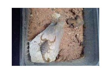Spinnen und Skorpione kaufen und verkaufen Foto: Mesobuthus gibbosus/Gelber Skorpion Spinnen und Skorpione kaufen und verkaufen Foto: Mesobuthus gibbosus/Gelber Skorpion